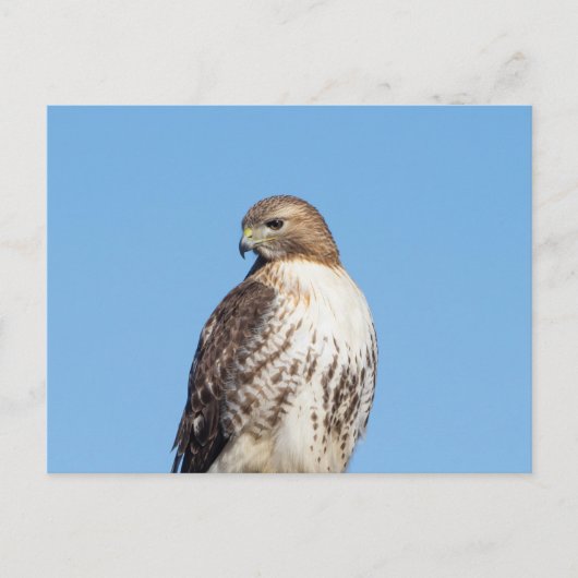 Rode hawk in de Hudson-vallei Briefkaart (Voorkant)