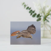 Rode hawk in de Hudson-vallei Briefkaart (Staand voorkant)