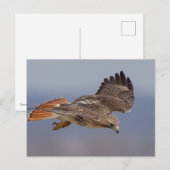 Rode hawk in de Hudson-vallei Briefkaart (Voorkant / Achterkant)