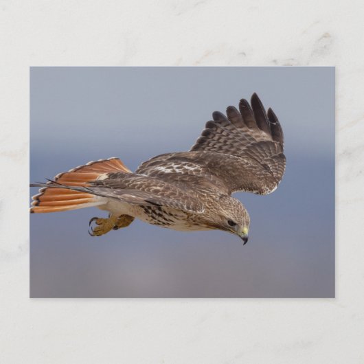 Rode hawk in de Hudson-vallei Briefkaart (Voorkant)