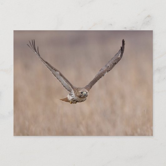 Rode hawk in de Hudson-vallei Briefkaart (Voorkant)