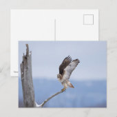 Rode hawk in de Hudson-vallei Briefkaart (Voorkant / Achterkant)