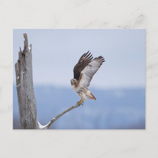 Rode hawk in de Hudson-vallei Briefkaart (Voorkant)