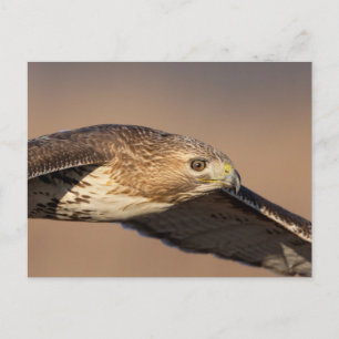 Rode hawk in de Hudson-vallei Briefkaart