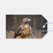 Rode hawk in de Hudson-vallei