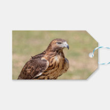 Rode hawk in de Hudson-vallei