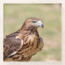 Rode hawk in de Hudson-vallei