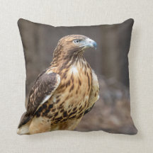 Rode hawk in de Hudson-vallei