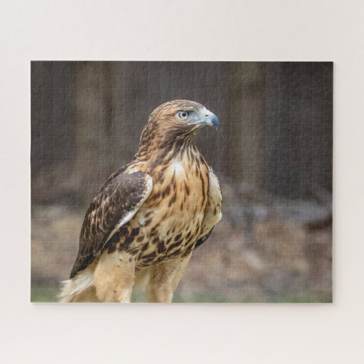 Rode hawk in de Hudson-vallei Legpuzzel (Horizontaal)
