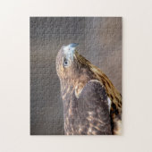 Rode hawk in de Hudson-vallei Legpuzzel (Verticaal)