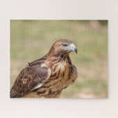 Rode hawk in de Hudson-vallei Legpuzzel (Horizontaal)
