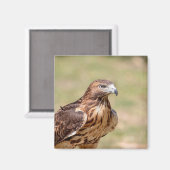 Rode hawk in de Hudson-vallei Magneet (Voorkant / Achterkant)