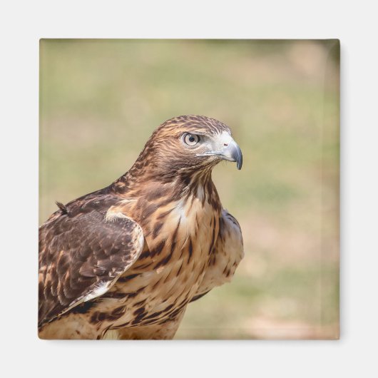 Rode hawk in de Hudson-vallei Magneet (Voorkant)