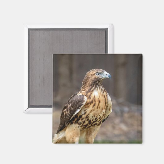 Rode hawk in de Hudson-vallei Magneet (Voorkant / Achterkant)