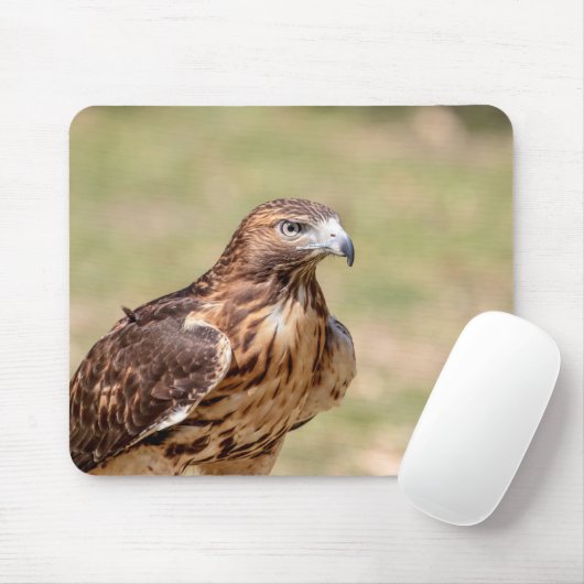 Rode hawk in de Hudson-vallei Muismat (Met muis)