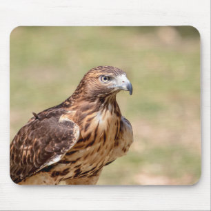 Rode hawk in de Hudson-vallei Muismat