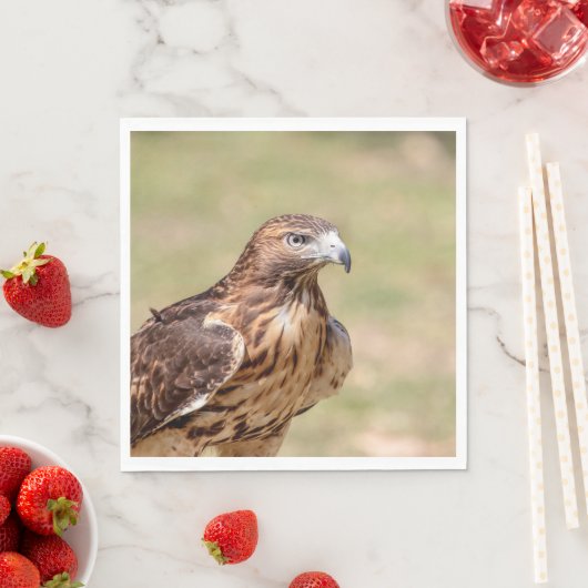 Rode hawk in de Hudson-vallei Servet (Insitu)