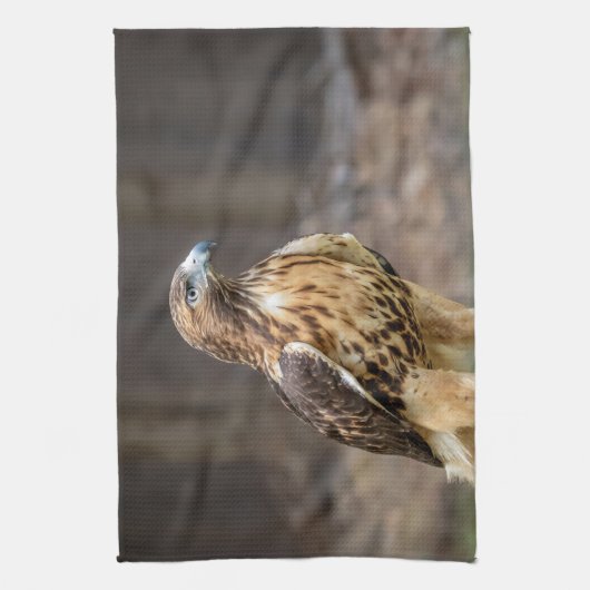 Rode hawk in de Hudson-vallei Theedoek (Verticaal)