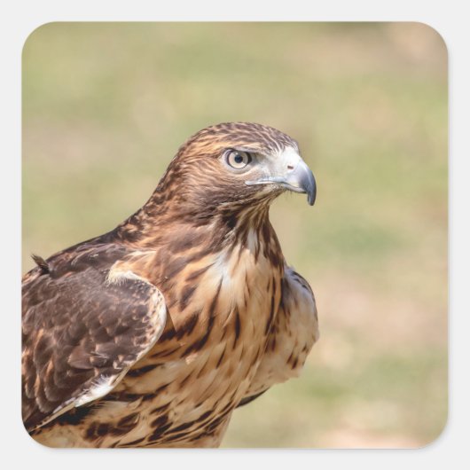 Rode hawk in de Hudson-vallei Vierkante Sticker (Voorkant)