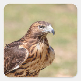 Rode hawk in de Hudson-vallei Vierkante Sticker