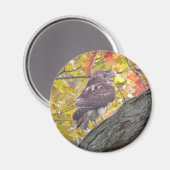 Rode Hawk magnet (Voorkant / Achterkant)