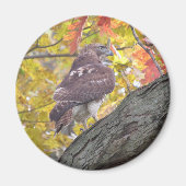 Rode Hawk magnet (Voorkant)