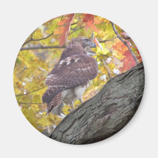 Rode Hawk magnet (Voorkant)