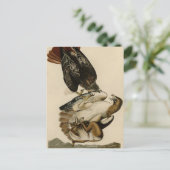 Rode Hawk uit de Amerikaanse vogels van Audubon Briefkaart (Staand voorkant)