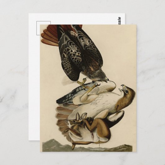Rode Hawk uit de Amerikaanse vogels van Audubon Briefkaart (Voorkant / Achterkant)