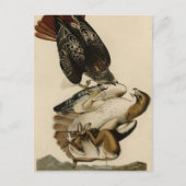 Rode Hawk uit de Amerikaanse vogels van Audubon Briefkaart (Voorkant)