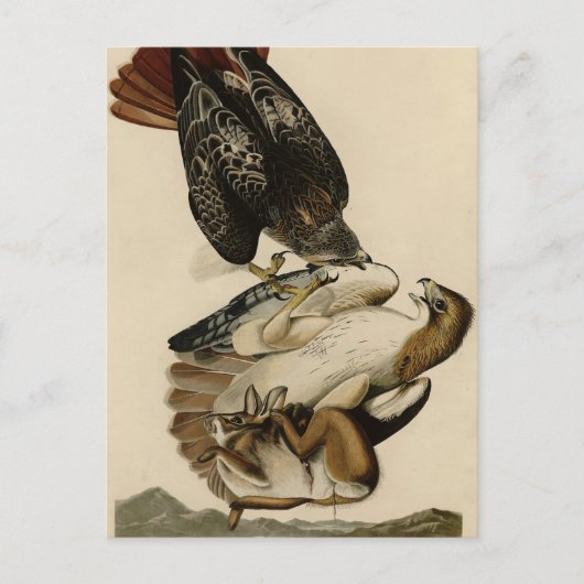 Rode Hawk uit de Amerikaanse vogels van Audubon Briefkaart (Voorkant)
