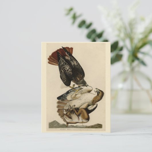 Rode Hawk uit de Amerikaanse vogels van Audubon Briefkaart (Staand voorkant)