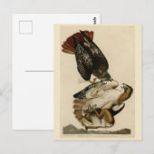 Rode Hawk uit de Amerikaanse vogels van Audubon Briefkaart (Voorkant / Achterkant)