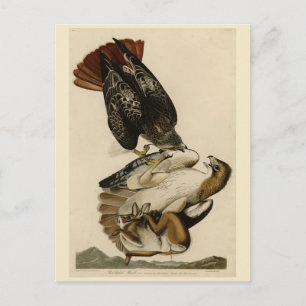 Rode Hawk uit de Amerikaanse vogels van Audubon Briefkaart