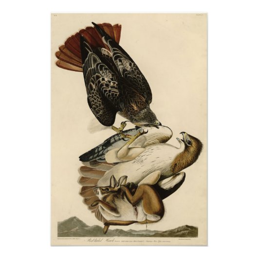 Rode Hawk uit de Amerikaanse vogels van Audubon Foto Afdruk (Voorkant)