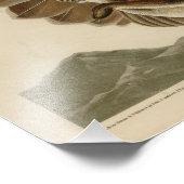 Rode Hawk uit de Amerikaanse vogels van Audubon Foto Afdruk (Hoek)