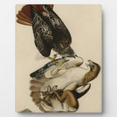Rode Hawk uit de Amerikaanse vogels van Audubon Fotoplaat (Voorkant)