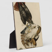 Rode Hawk uit de Amerikaanse vogels van Audubon Fotoplaat (Zijkant)