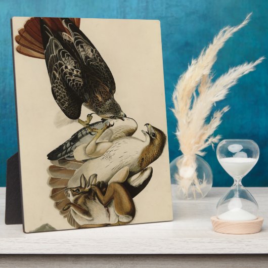 Rode Hawk uit de Amerikaanse vogels van Audubon Fotoplaat (Zijkant)