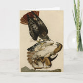 Rode Hawk uit de Amerikaanse vogels van Audubon Kaart (Voorkant)