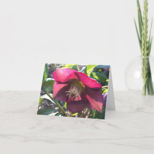 Rode Helleborus (Lenten Roos) kaart (leeg)