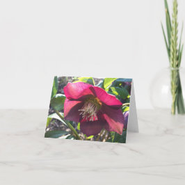 Rode Helleborus (Lenten Roos) kaart (leeg)
