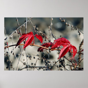 Rode Herfst Canvasprint Poster