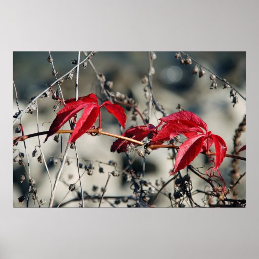 Rode Herfst Canvasprint Poster (Voorkant)