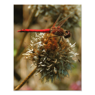 Rode Herfst Dragonfly Foto Afdruk