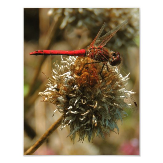 Rode Herfst Dragonfly Foto Afdruk (Voorkant)