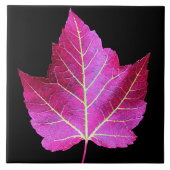 Rode herfst esdoornblad op zwarte achtergrond tegeltje (Voorkant)