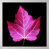 Rode herfst esdoornblad op zwarte bloem poster (Voorkant)