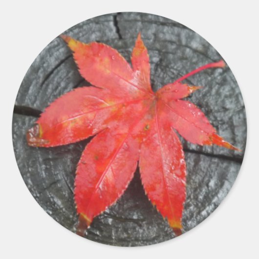 Rode Herfst rustieke rode esdoorn bladenvelop afdi Ronde Sticker (Voorkant)