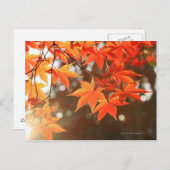 Rode herfstappelbladeren briefkaart (Voorkant / Achterkant)